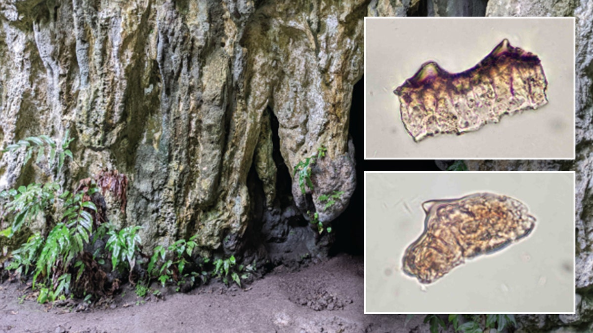 Split image of rice under microscope, cave