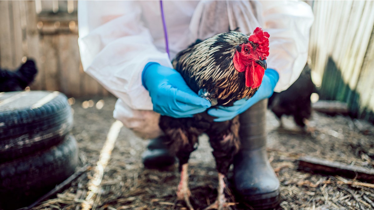 Handling chicken bird flu