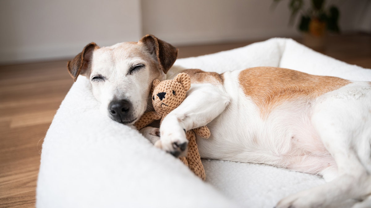 Spoil your pets with these Prime Day pet deals.