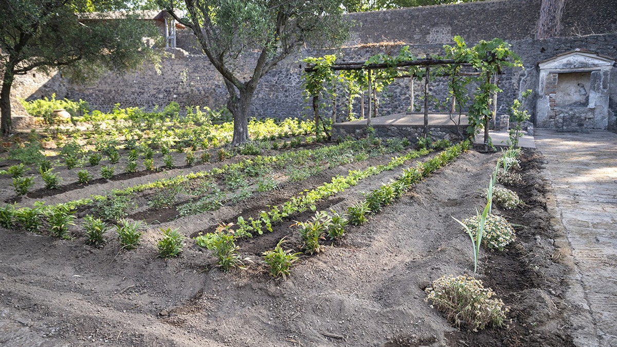 Wide view of various crops in garden