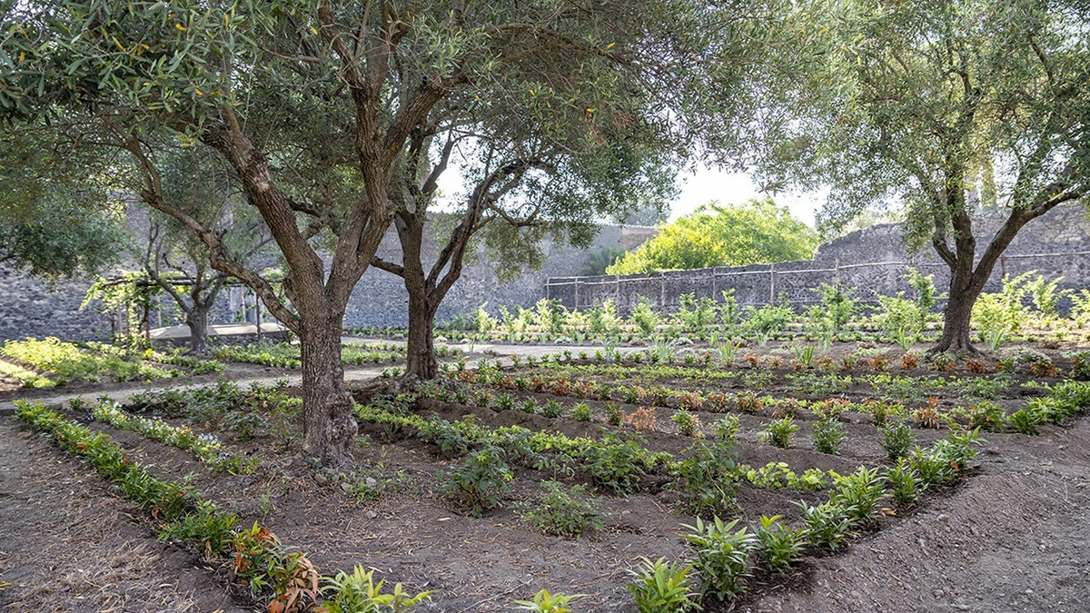 Ancient Roman 'perfume garden' blooms again nearly 1,900 years after Vesuvius eruption  at george magazine