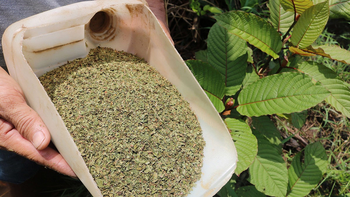 kratom plant powder in indonesia