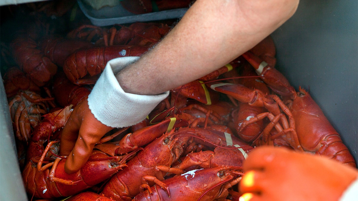 Man picking up a lobster