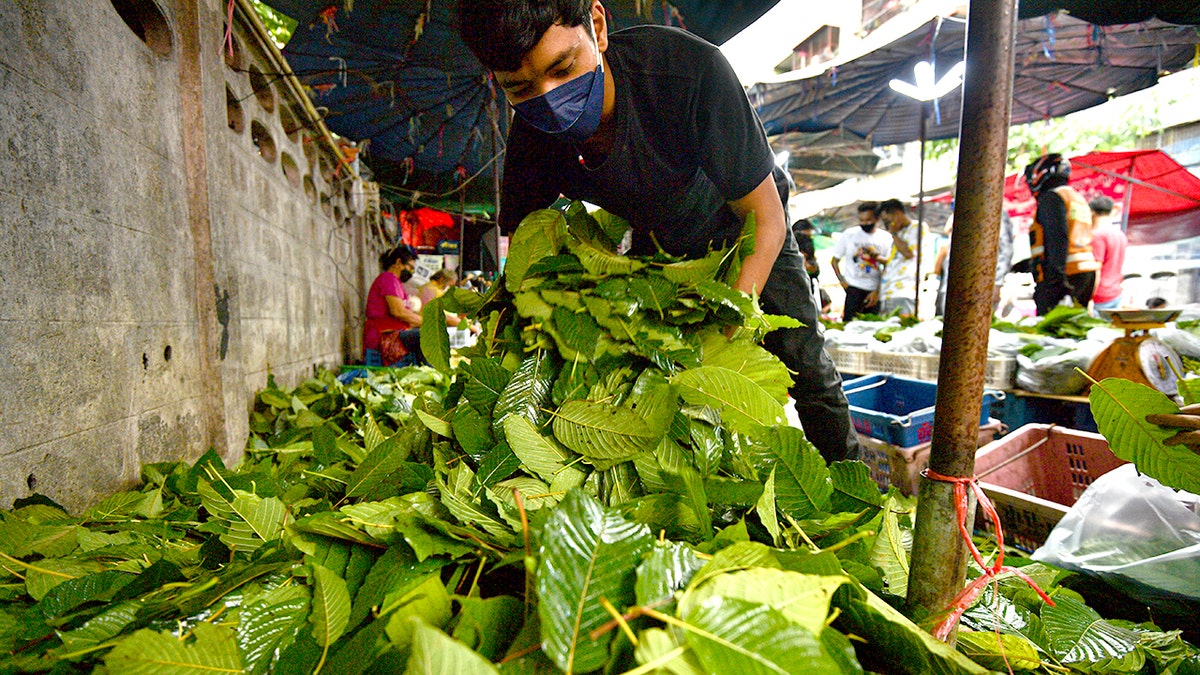 A pile of kratom leaves is seen at a stall in the market in Bangkok on September 11, 2021, in Bangkok, Thailand. Kratom is derived from the leaves of a tree (Mitragyna speciosa) found in regions of Southeast Asia.