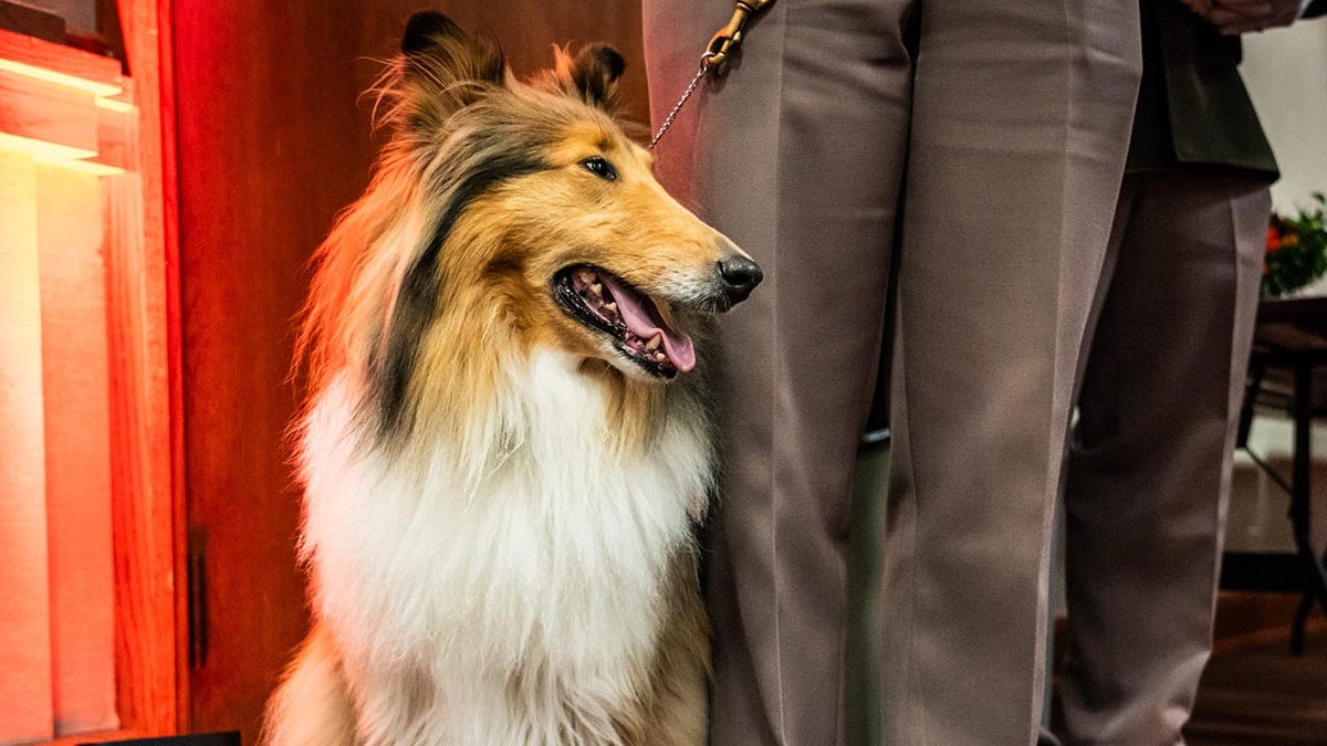Texas A&M mascot Reveille X