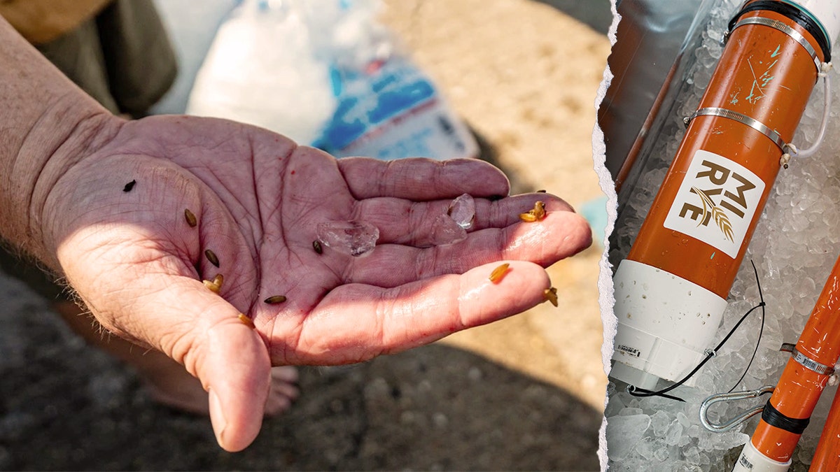Split image of hand holding grain, grain cpasule