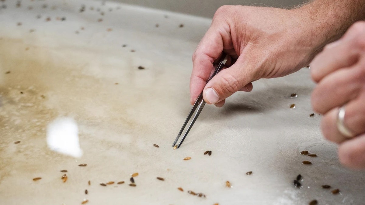 Close-up of hand holding tweezers up to rye seeds