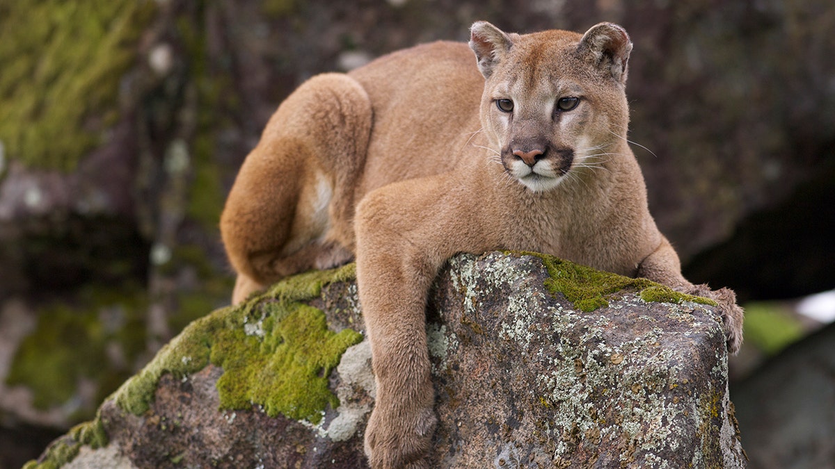 Mountain Lion on moss covered rocks during spring time