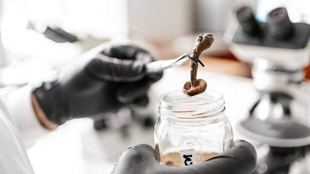 scientist holding a psilocybin mushroom in a laboratory