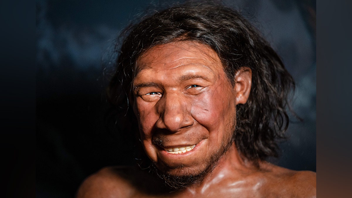 NETHERLANDS-SCIENCE-HUMAN-NEANDERTHAL-MUSEUM