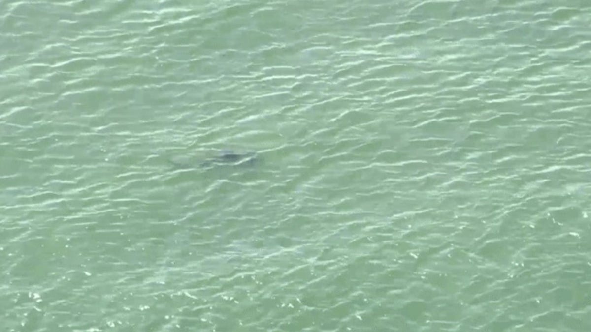 NYC shark