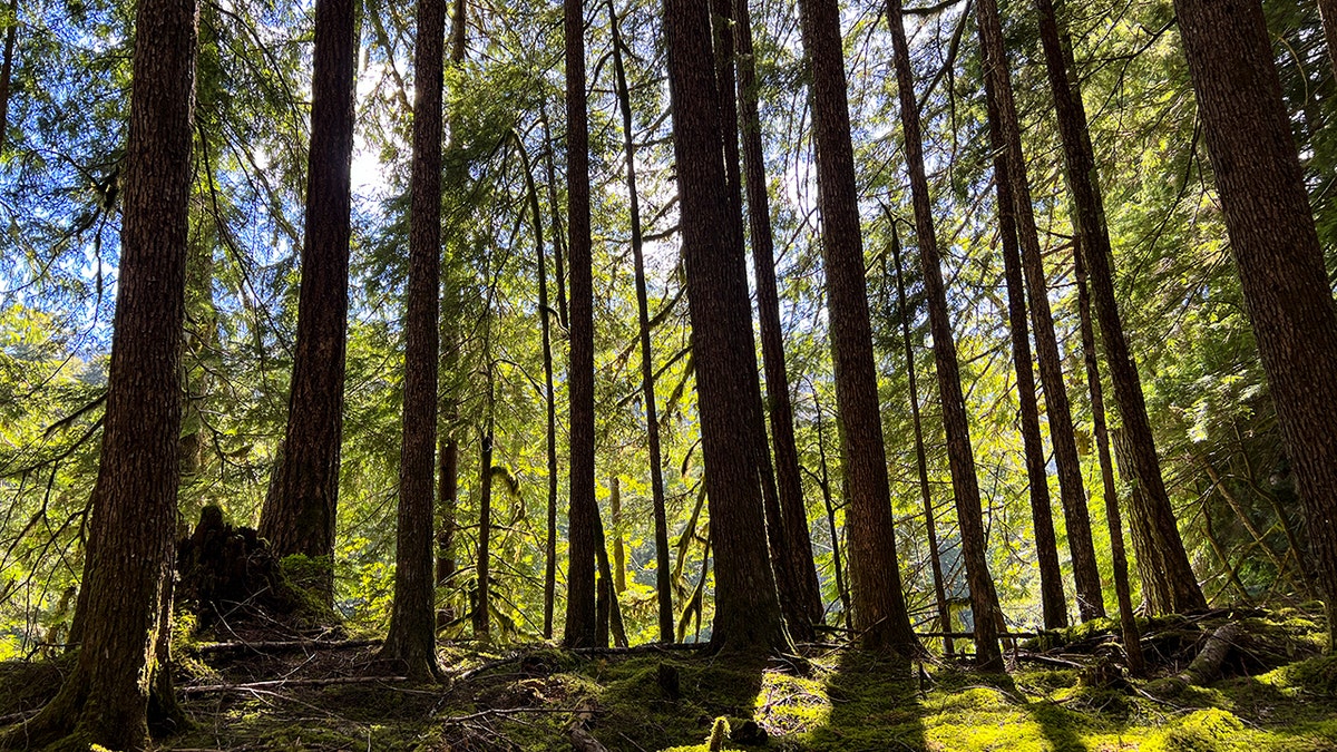 Olympic National Park