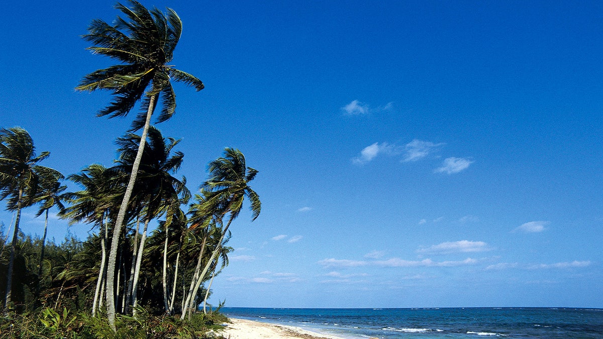 Palm trees on Bahamas beach
