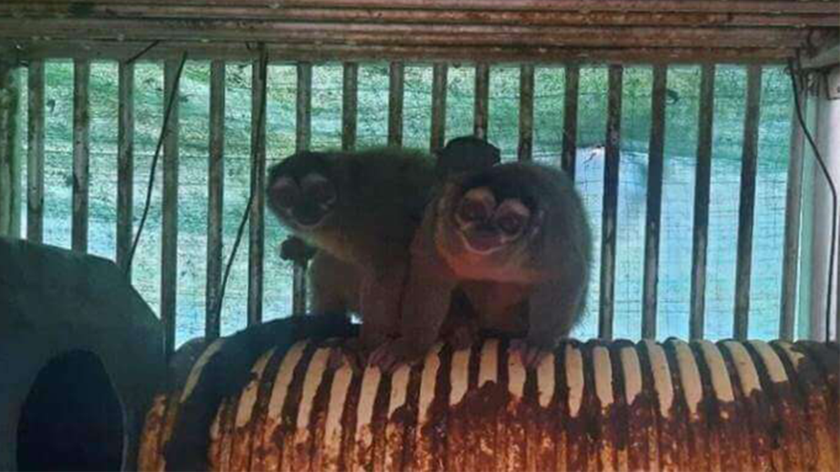 Monkeys confined in allegedly decrepit cages at the Caucaseco Scientific Research Center, which received millions of dollars from NIH.