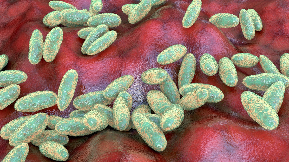 Yersinia Pestis Bacteria Plague