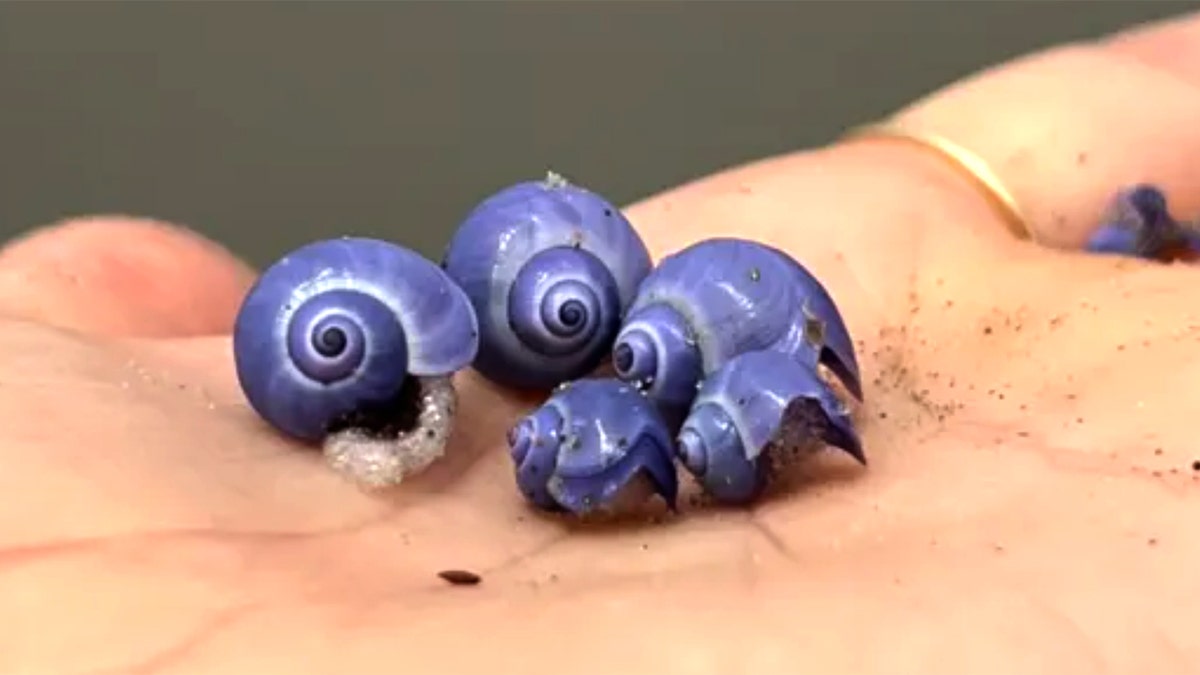 Mysterious rare purple shell washes up on shores of beach after long absence Mysterious rare purple shell washes up on shores of beach after long absence
