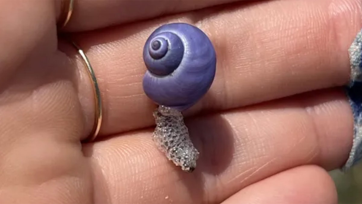 rare purple shell washes up in la jolla, ca