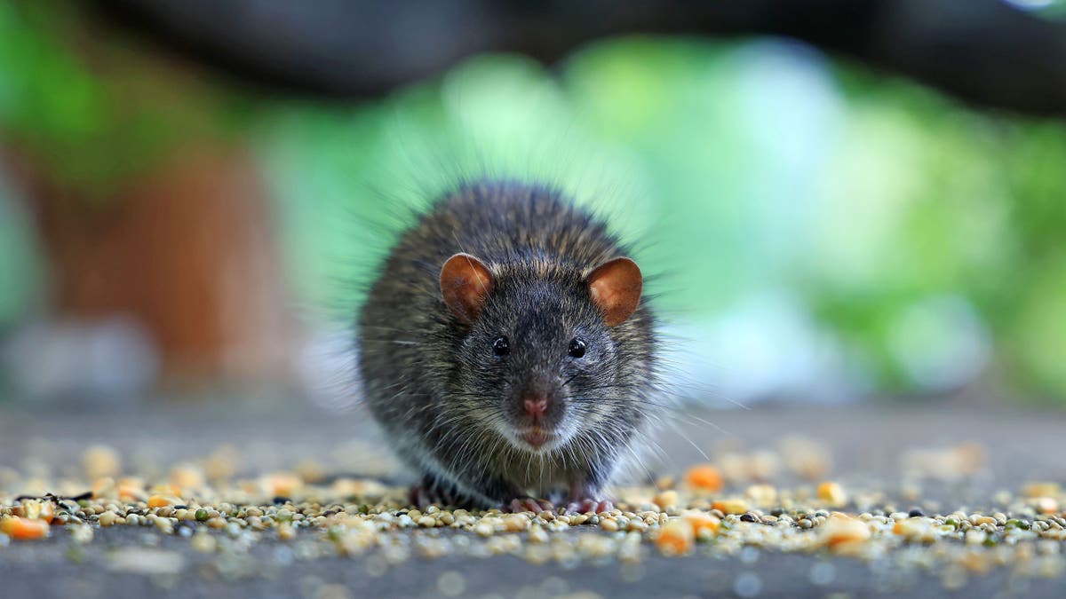 a rat