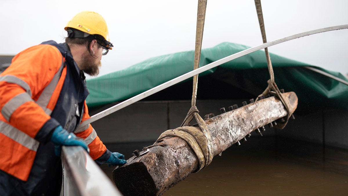 Saunders from Wessex Archaeology supervises the Sanday Wreck timbers as they are placed in a freshwater tank to preserve them