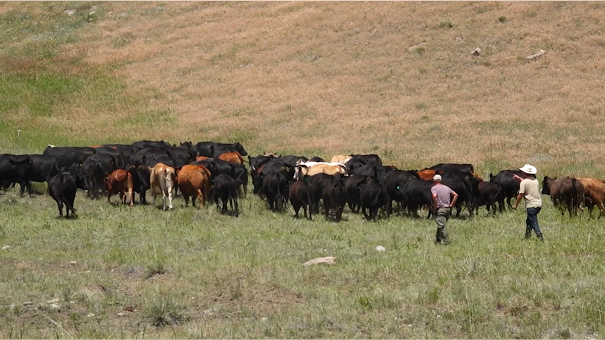Ranchers help move cattle