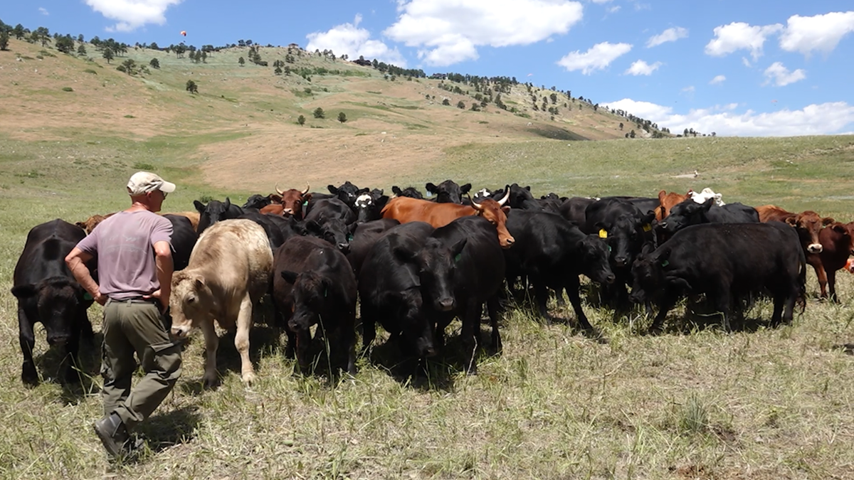 Cattle grazing in Colorado
