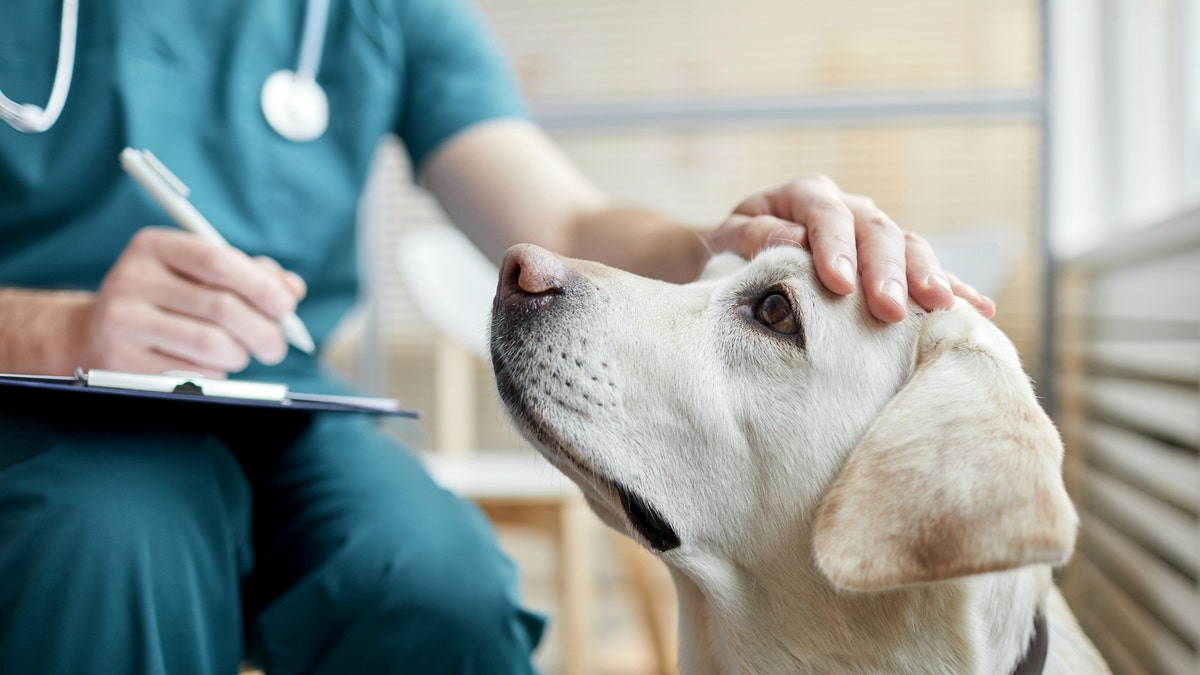 Technician petting dog