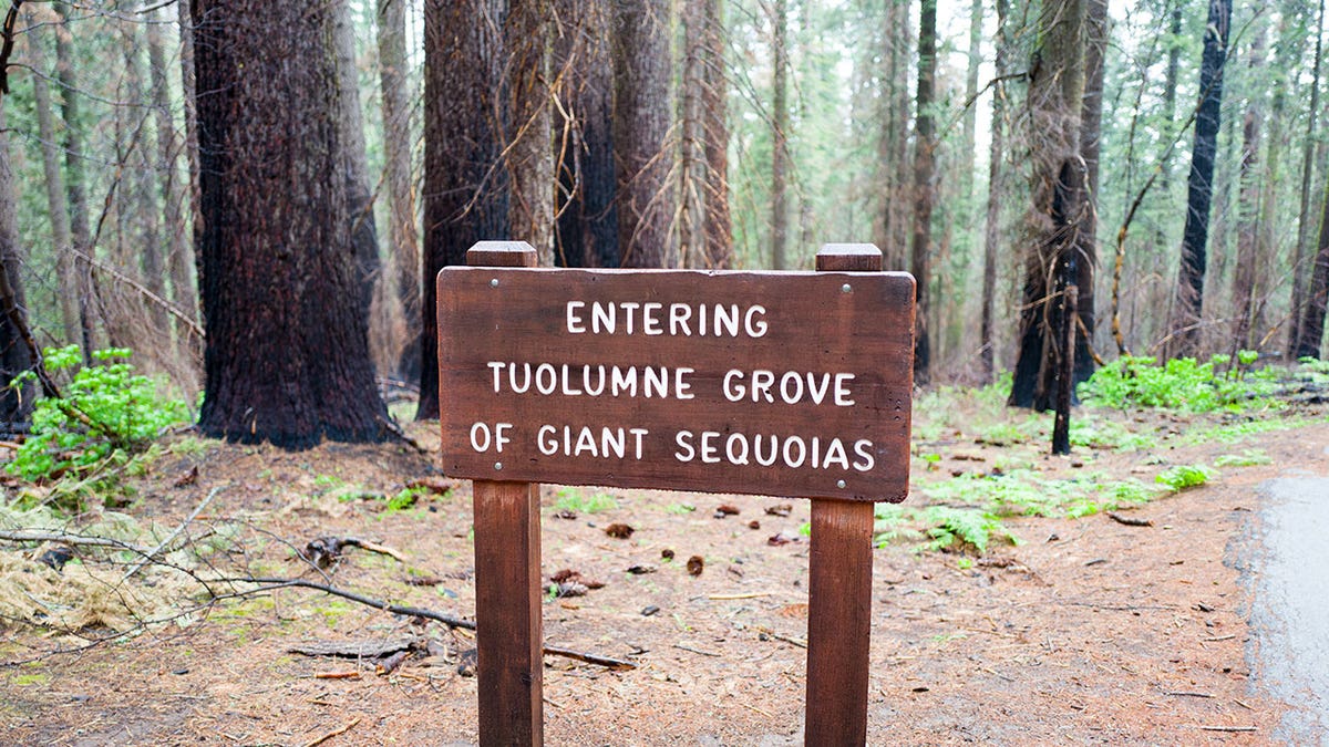 Tuolumne Grove dari Pohon Redwood Sequoia Raksasa