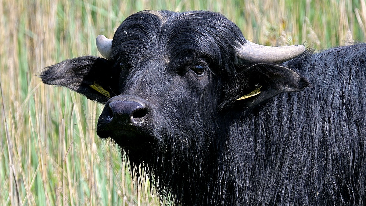 A black Water Buffalo