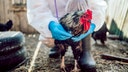 CDC declares bird flu emergency over as experts warn of possible fall resurgence