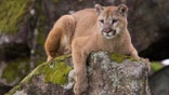 Mountain Lion on moss covered rocks during spring time