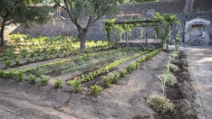 Ancient Roman 'perfume garden' blooms again nearly 1,900 years after Vesuvius eruption