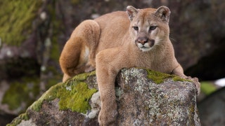 Un hombre encuentra caca en su tejado y, por si eso no fuera suficiente, eso le llevó a encontrarse con un puma
