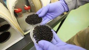 Feds to airdrop millions of radiation-treated flies in bizarre border operation - Fox News