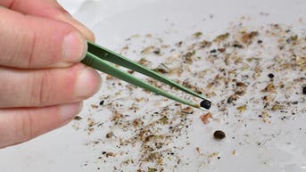 'Spoon of plastic in your brain' claim exposed as scientists reveal major study flaw - Fox News