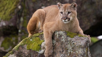 Roof poop led one homeowner straight to a terrifying big cat ready to spring - Fox News