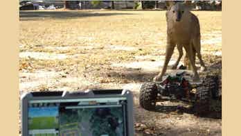US Army tests robot coyotes to prevent catastrophic bird strikes