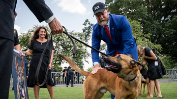 House DOGE leader pushes tougher penalties for assaults on police K9s, horses amid anti-ICE violence