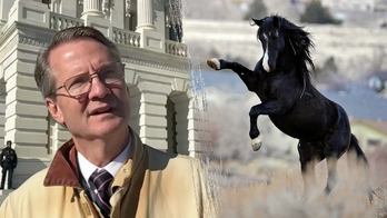 Republican congressman kicked by horse, breaks rib during farm accident