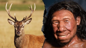 Neanderthals extracted animal fat in advanced food prep 'fat factories' 125,000 years ago: report
