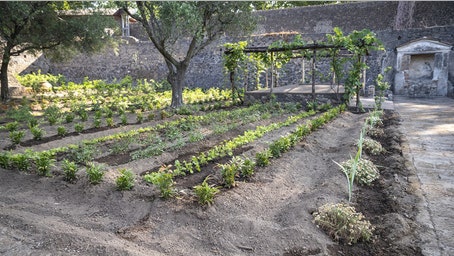 Ancient Roman 'perfume garden' blooms again nearly 1,900 years after Vesuvius eruption