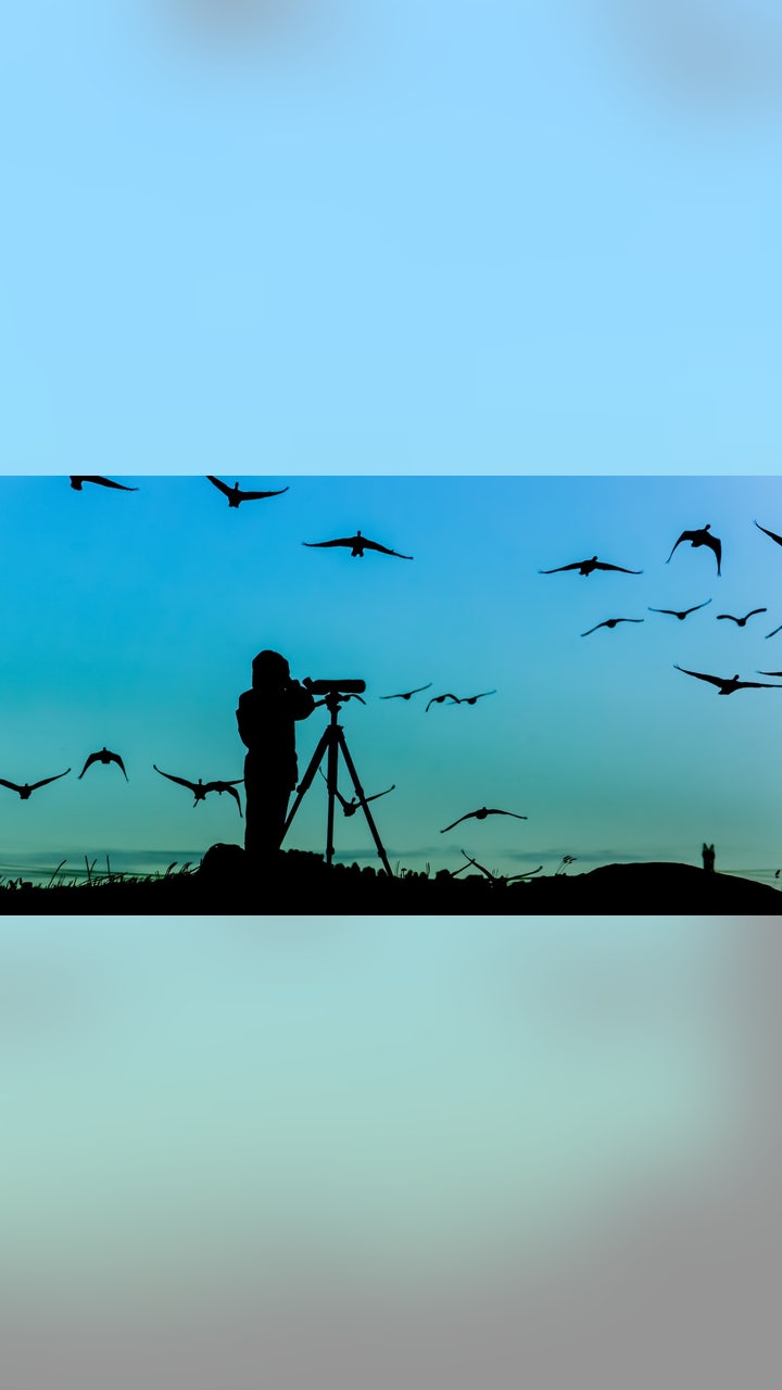 What is Bird Watching