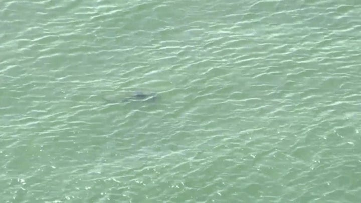 Shark Spotted Near NYC beach