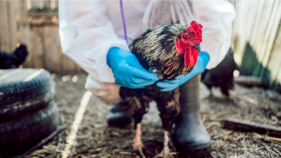 CDC declares bird flu emergency over as experts warn of possible fall resurgence