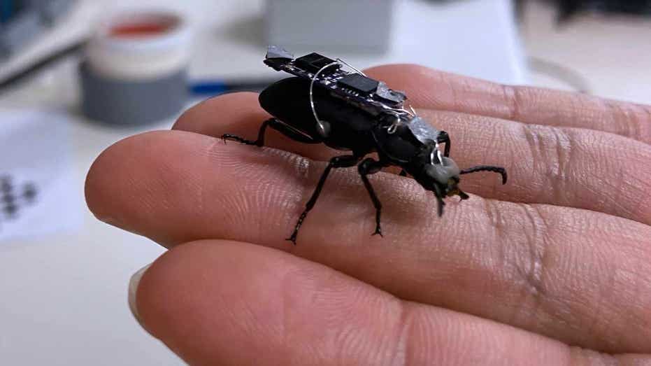 Tiny cyborg beetles are built to save lives in real emergencies
