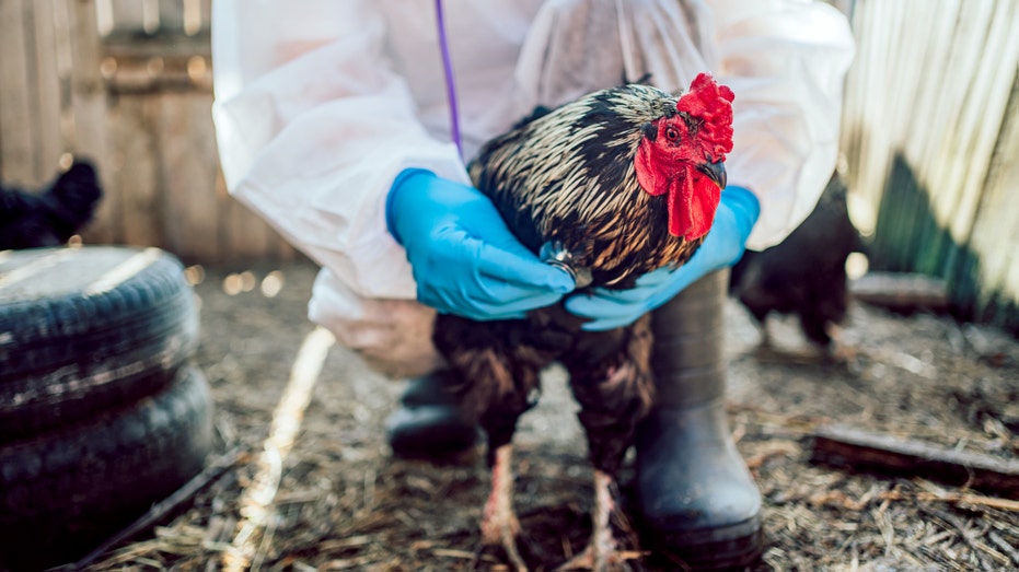 CDC declares bird flu emergency over as experts warn of possible fall resurgence
