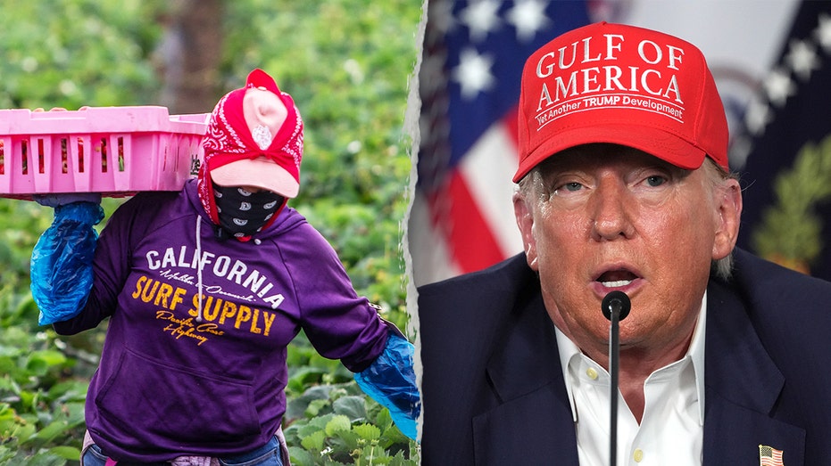 Trump ‘working on’ deportation exemptions for illegal farm and hospitality workers