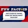 Ants sleep by taking over 250 