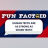 Human teeth are as strong as shark teeth