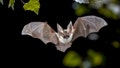 Deadly bat disease fungus confirmed in key tourist destination as officials warn of impacts - Fox News