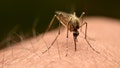 Muere una tercera persona después de que, según se informa, un mosquito quedara atrapado en un avión con destino a Alemania, en lo que se conoce como el fenómeno de la «malaria aeroportuaria» - Fox News
